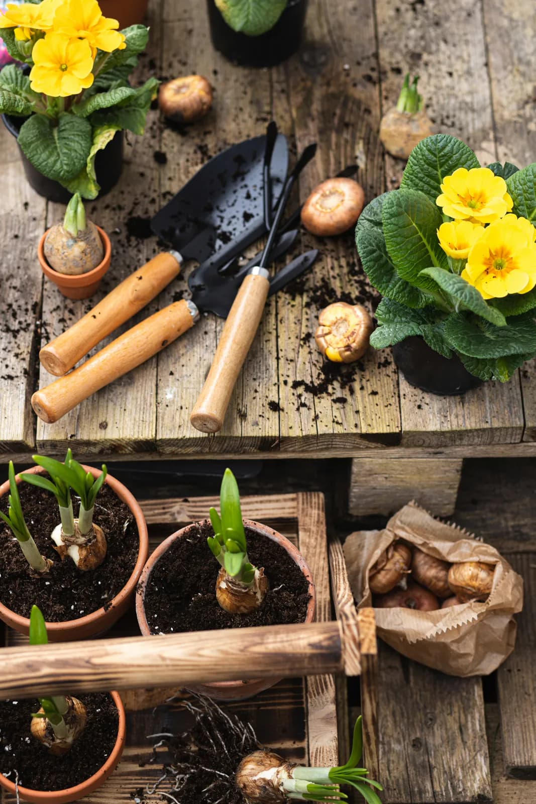 Garden design tools and planting plan
