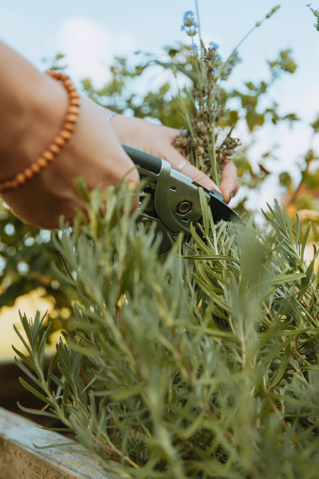 Gardener pruning lavender in a garden