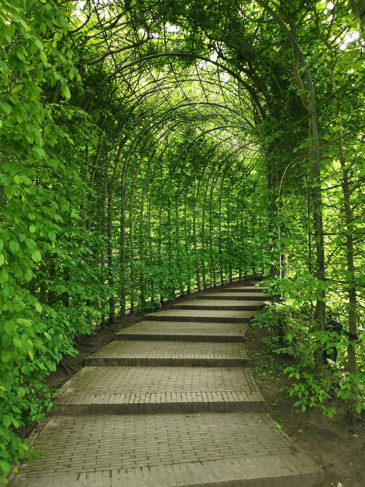 Vine-covered garden pathway in Winchester