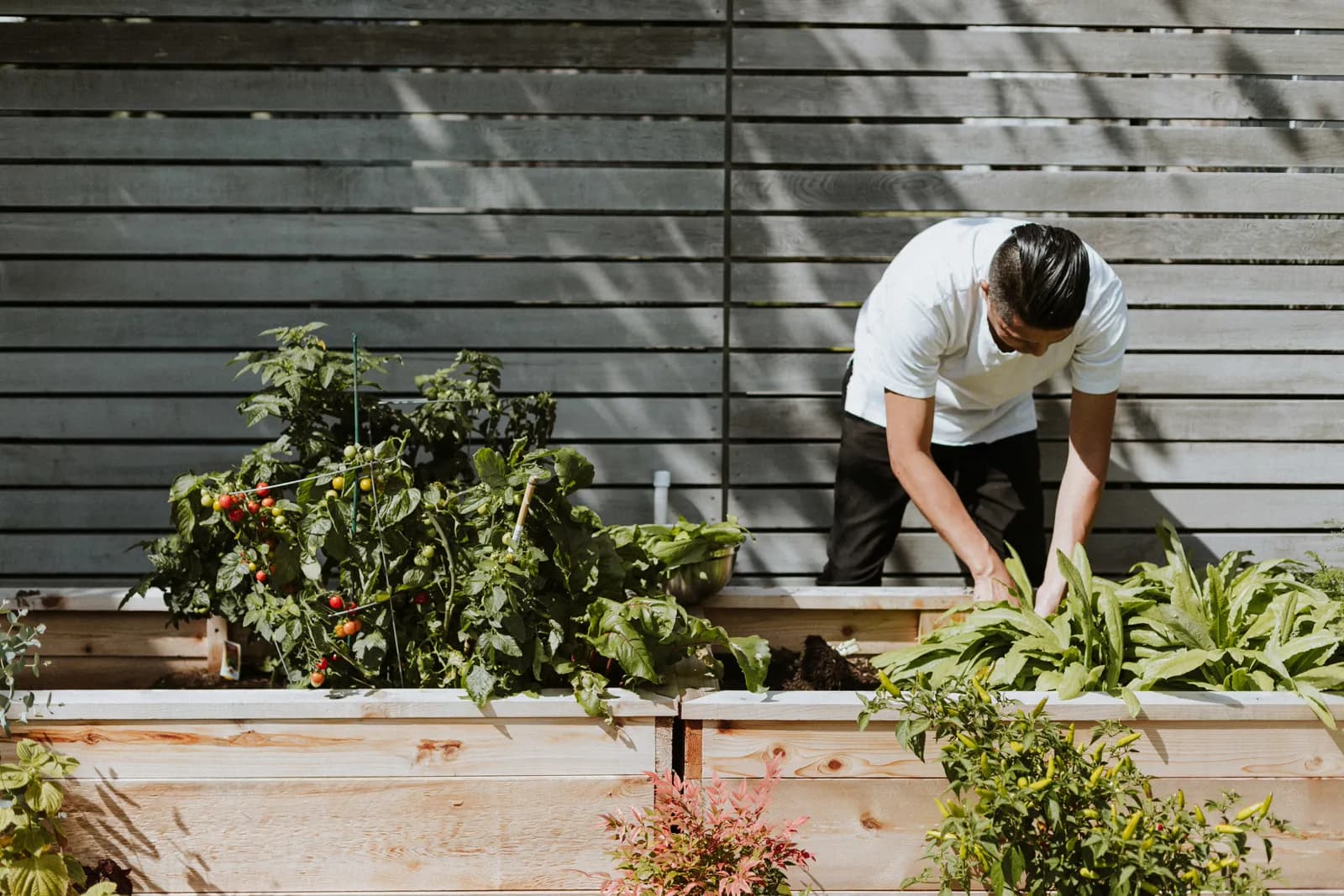 Contemporary Kitchen Garden