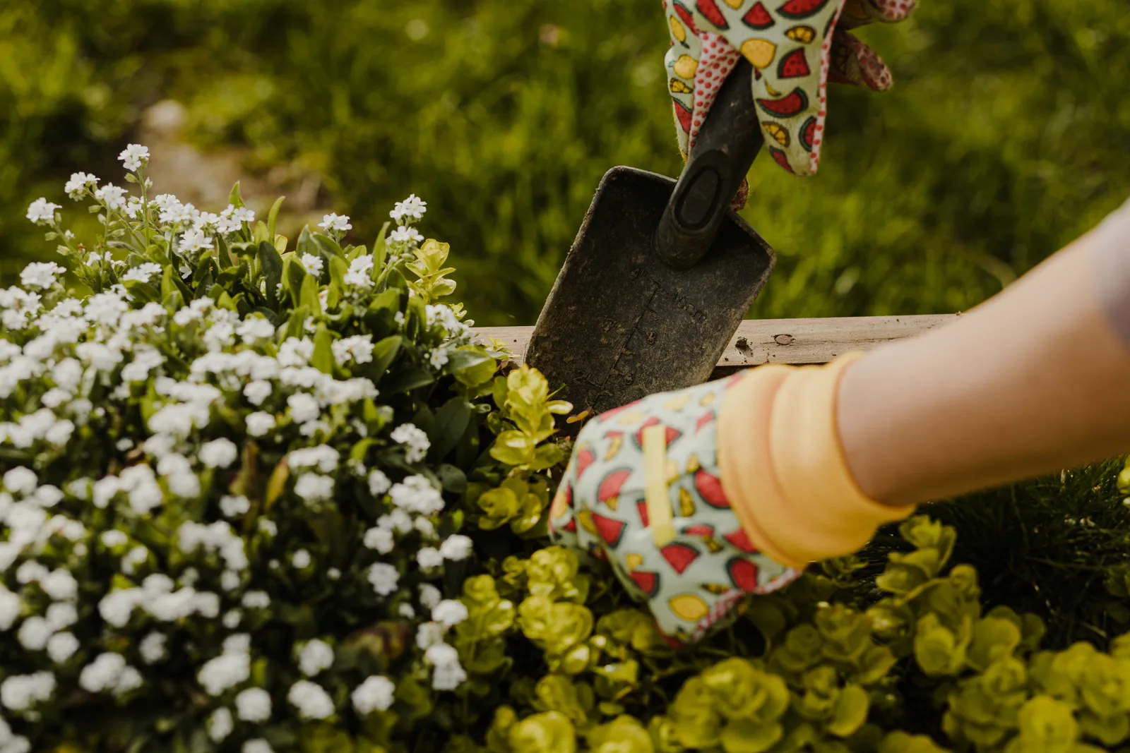 Planting & Seasonal Colour